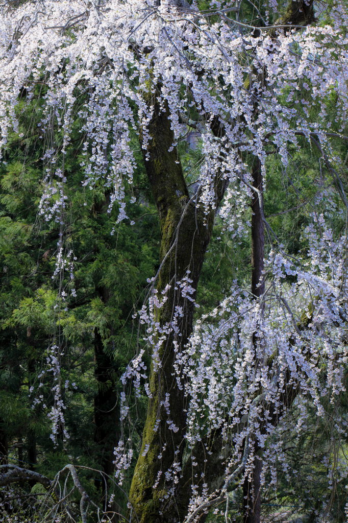 お城坂の枝垂れ桜