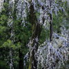 お城坂の枝垂れ桜