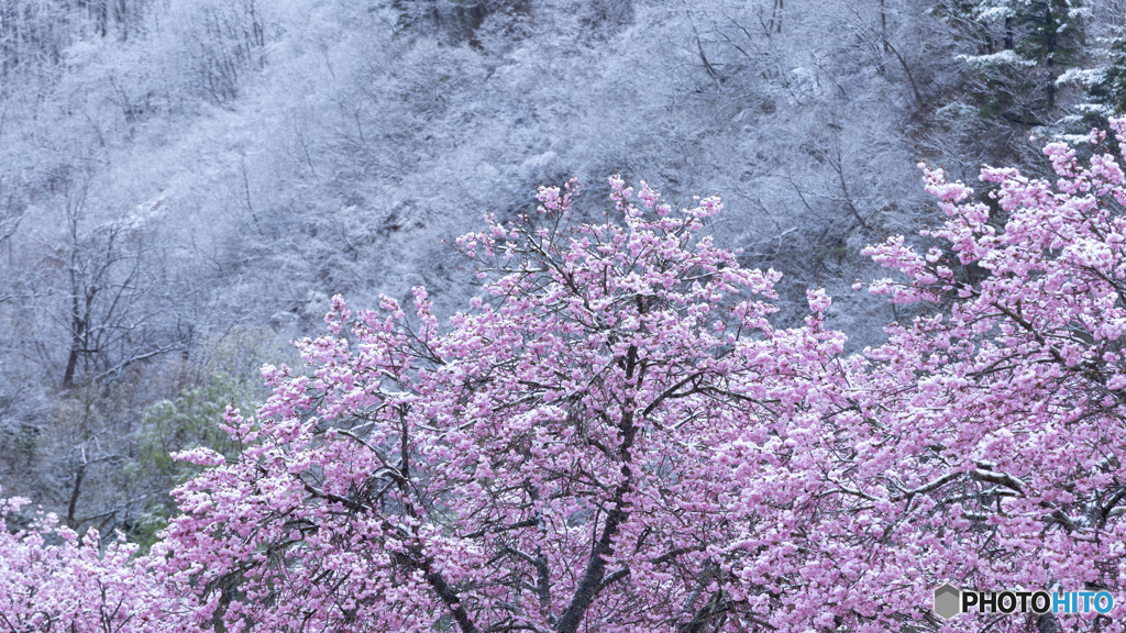 名残雪