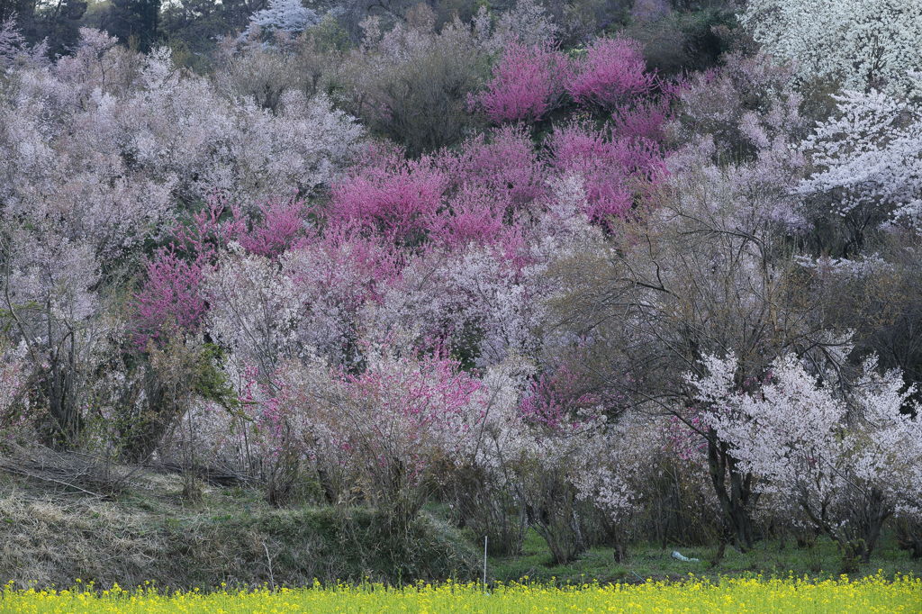 花見山１