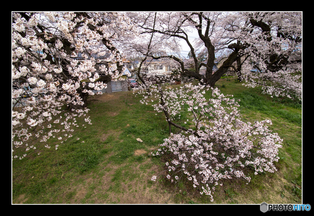 日本一の学校桜1