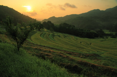 里山の朝