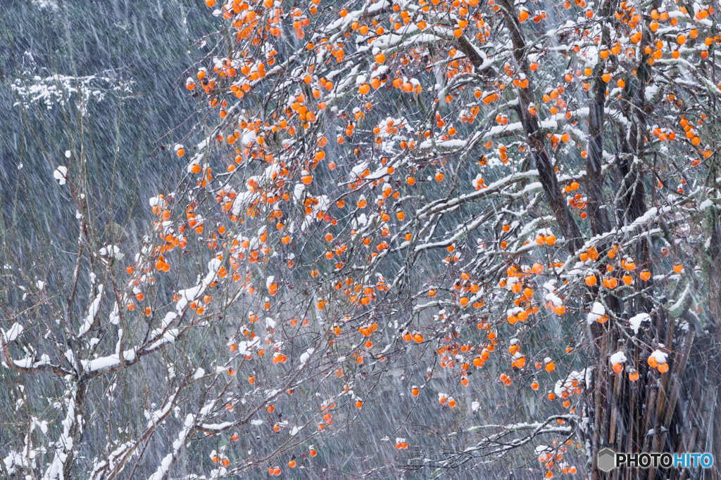 少雪（しょうせつ）