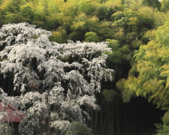 雪村庵