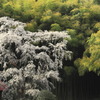 雪村庵