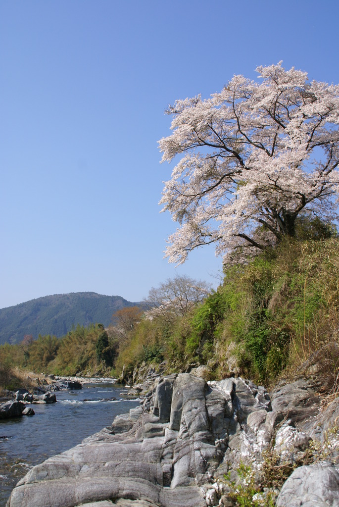 孤高の桜