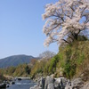 孤高の桜