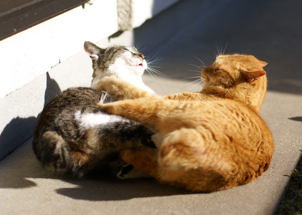 cat′s war