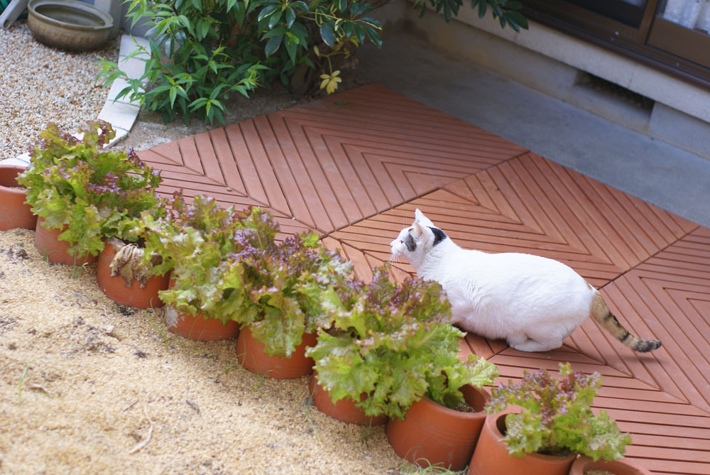 狙う