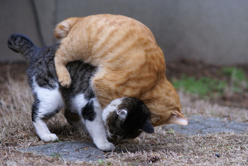 cat　fight