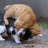 cat　fight