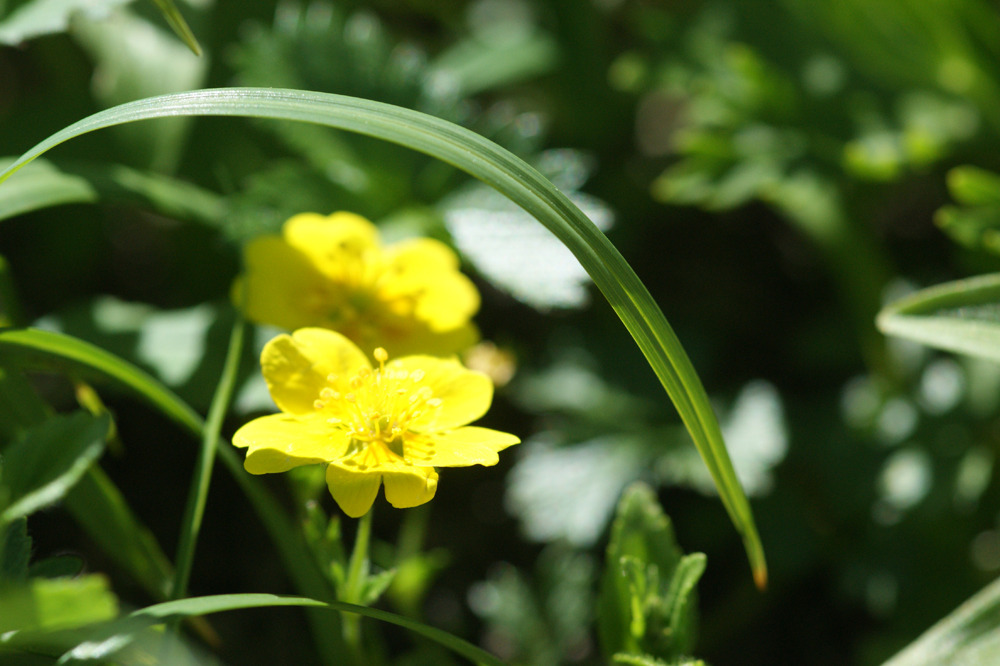 高山の花