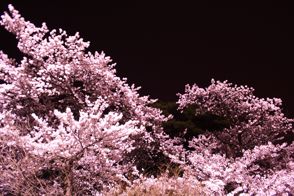 桜の夜景