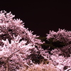 桜の夜景
