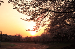 夕日に染まる桜とグラウンド