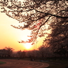 夕日に染まる桜とグラウンド