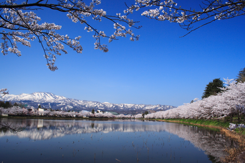 雪と桜