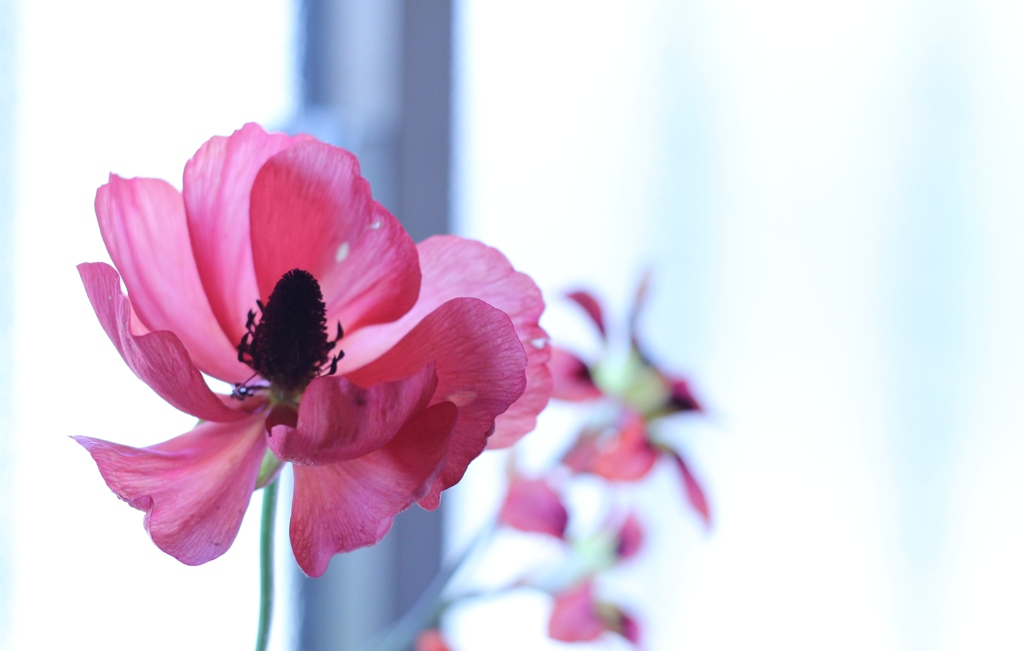 お花