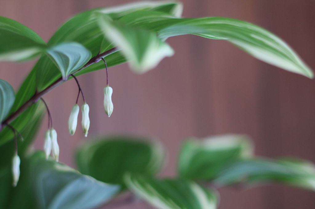 お花？