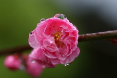 梅の花