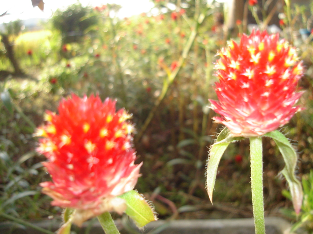 DSC00908