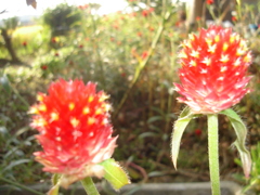 DSC00908