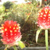 DSC00908