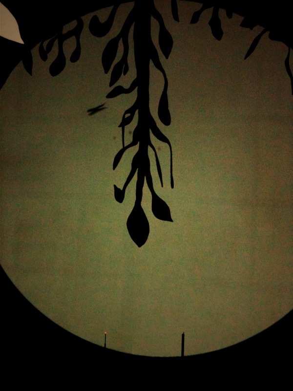 050