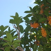 DSC00895
