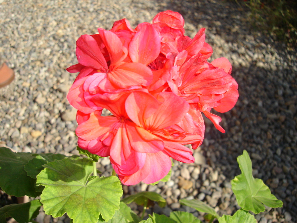 DSC00907
