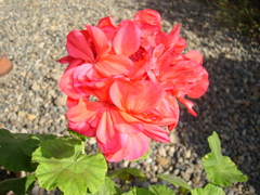 DSC00907