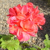 DSC00907