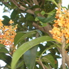 DSC00890