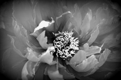 IMG_07974