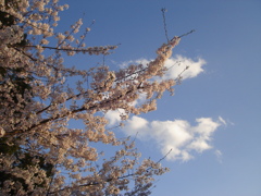 DSC00739