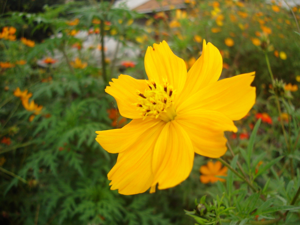 DSC00910