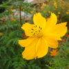 DSC00910