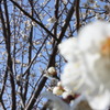 IMG_0144