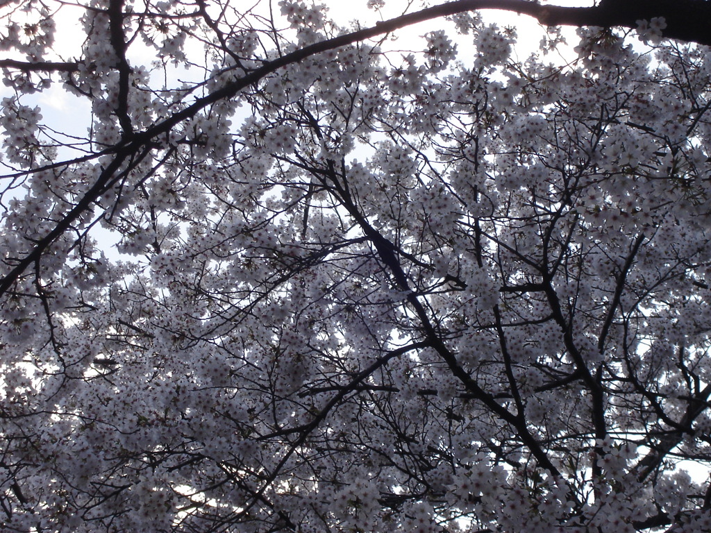 DSC00738