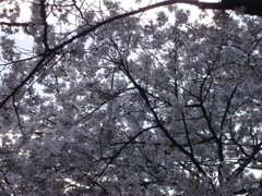 DSC00738