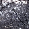 DSC00738