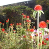 DSC00897