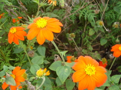 DSC00911