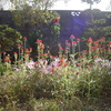 DSC00896