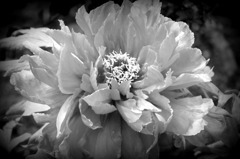 IMG_07961