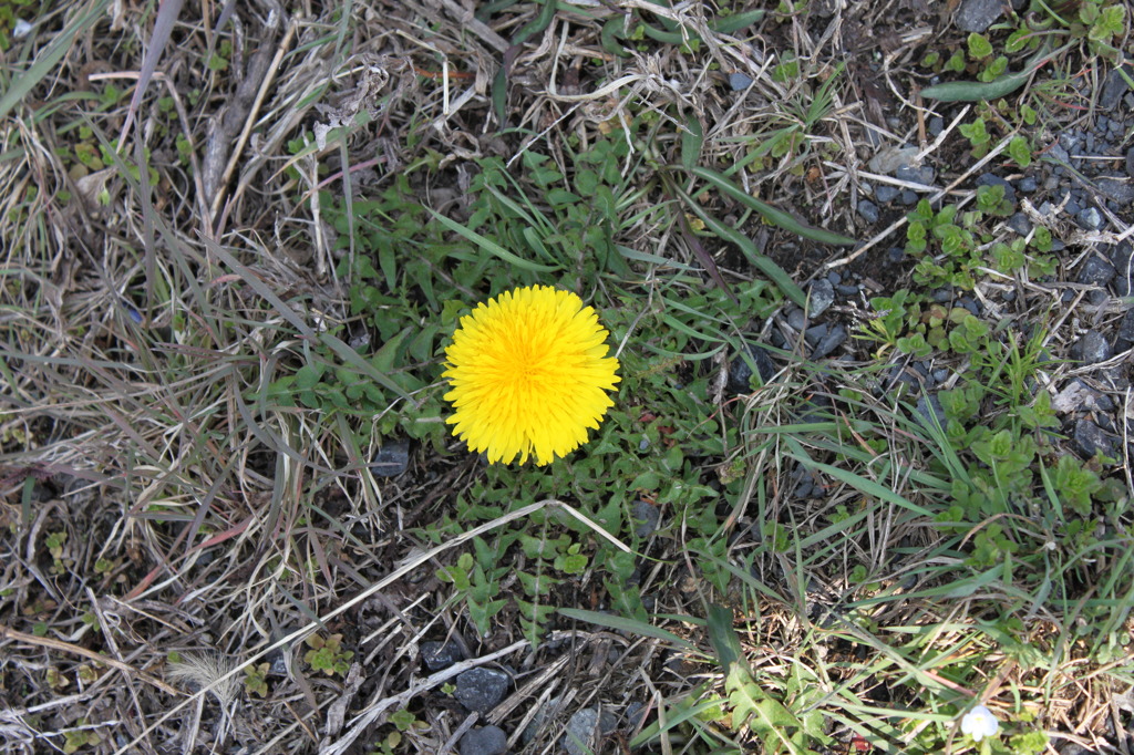IMG_0402