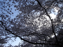 DSC00737