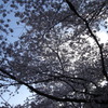 DSC00737
