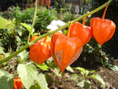 DSC00877