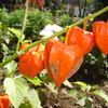 DSC00877